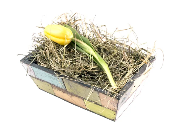 Gul tulpan i gamla blomkruka — Stockfoto