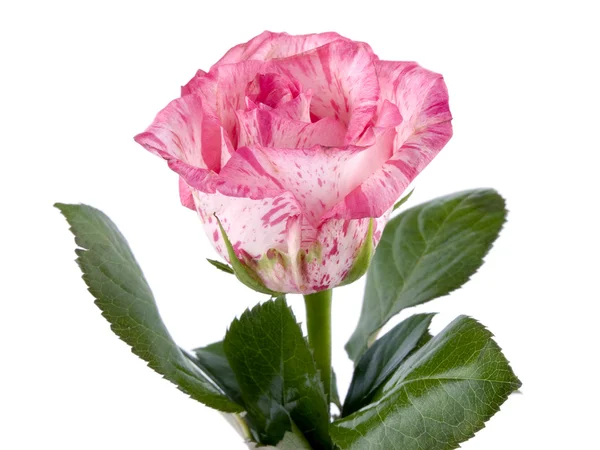 Pink rose on white — Stock Photo, Image
