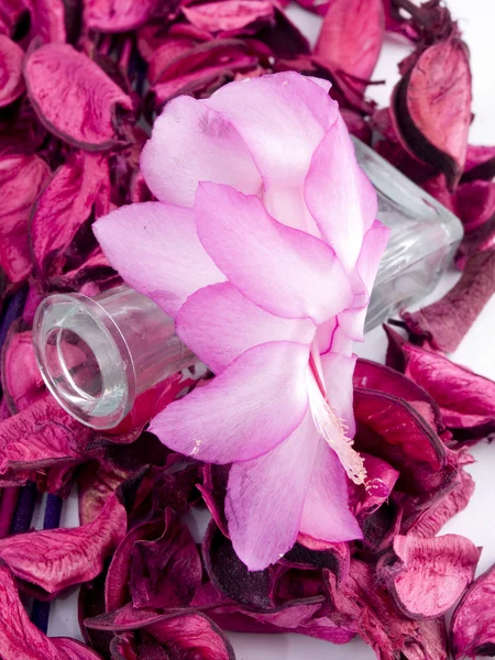 Aromatiska rosa sammansättning — Stockfoto