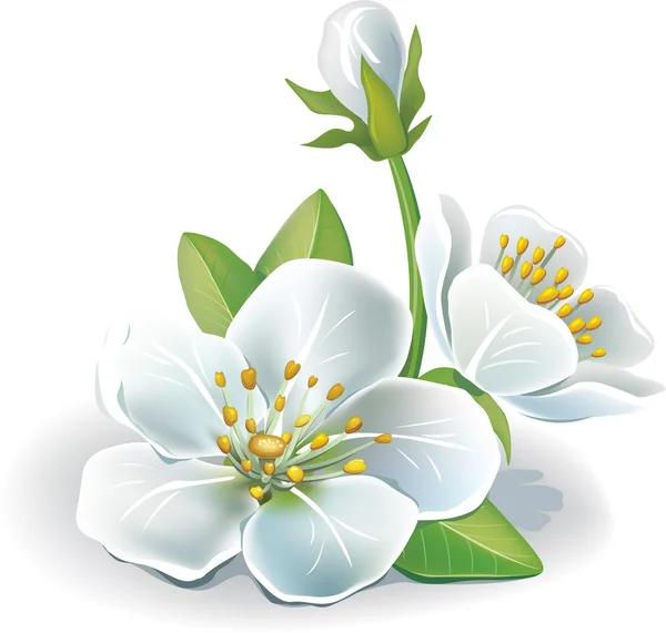 Κεράσι λουλούδι — Διανυσματικό Αρχείο