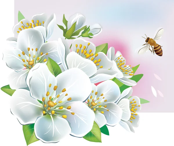 Branche d'une floraison — Image vectorielle