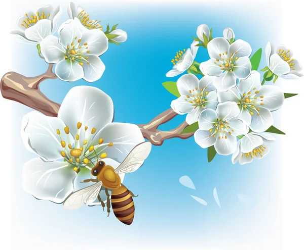 Flowering branch and a bee — Stock Vector