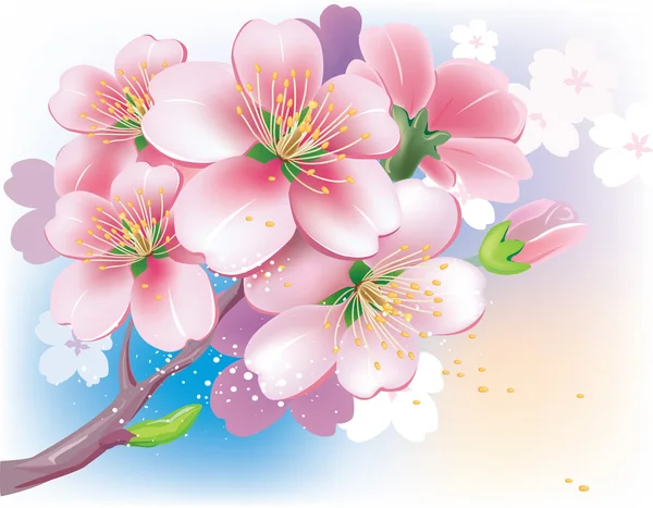 Flowers of sakura — Stock Vector