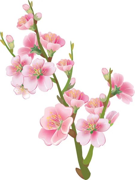 Sakura Şubesi çiçeklenme — Stok Vektör