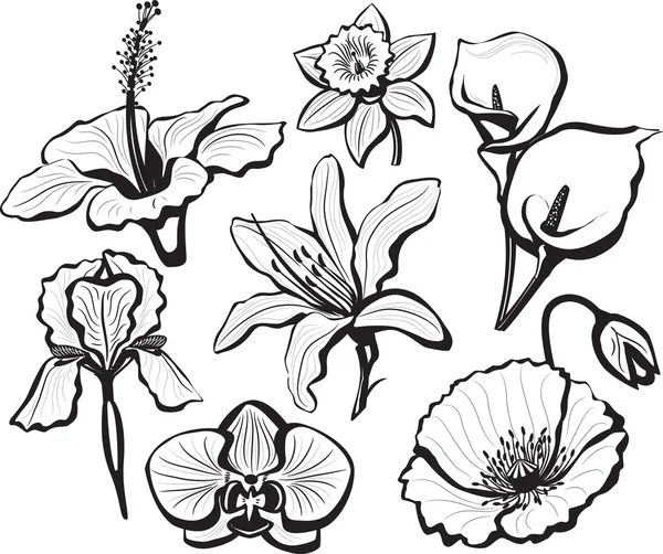 Conjunto de cabezas de flores — Archivo Imágenes Vectoriales
