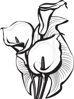Sketch of calla lilies flowers