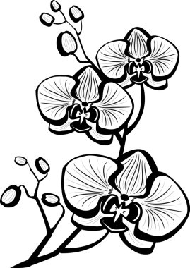 Sketch of orchid flowers clipart