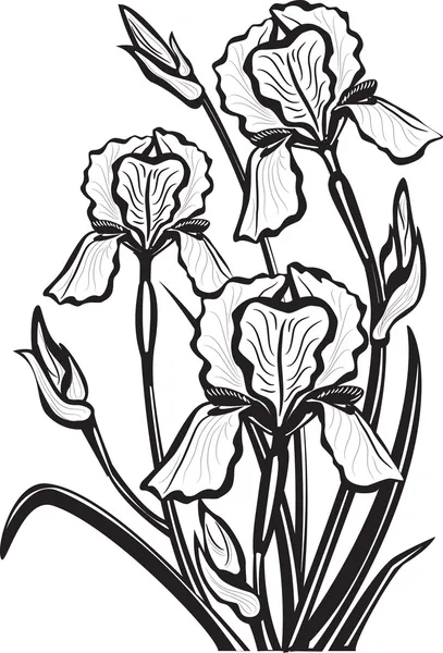 Schets van iris bloemen — Stockvector