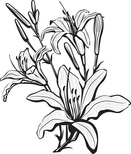 百合鲜花的剪影 — 图库矢量图片
