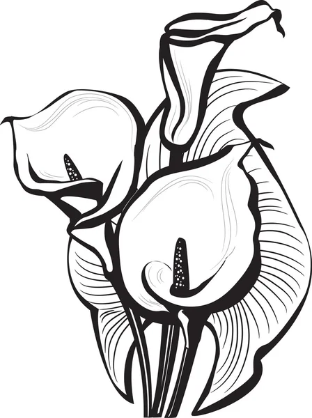 Σκίτσο του λουλούδια calla κρίνοι — Διανυσματικό Αρχείο