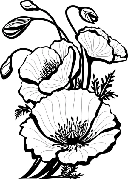 Schizzo di fiori di papavero — Vettoriale Stock