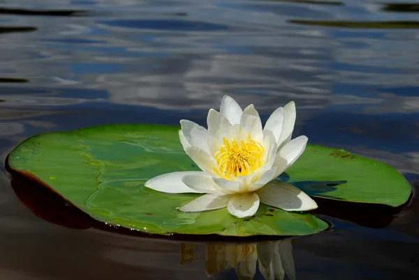 Lake white water-lily on green sheet with water — Stock Photo, Image