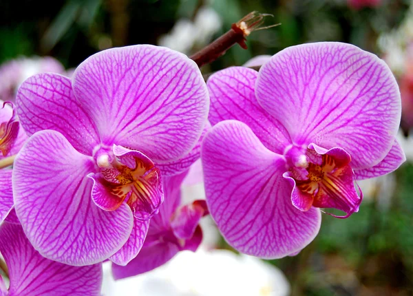 Beautiful pink orchids — Stock Photo, Image