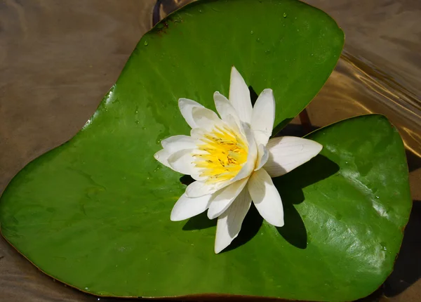 Lake wildwater-lily op groene blad met water — Stockfoto