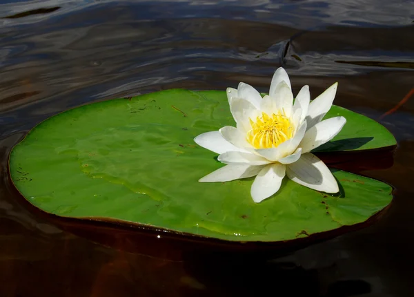 Lake white water-lily on green sheet with water — Stock Photo, Image