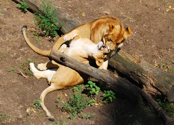 Família amorosa de leões — Fotografia de Stock