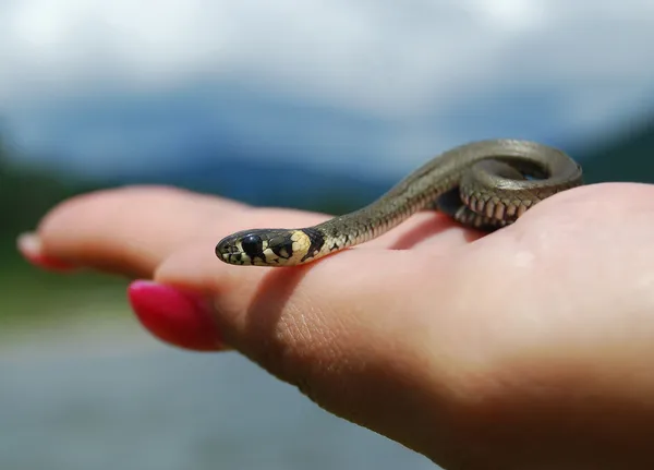 La serpiente pequeña en la palma Imagen de archivo