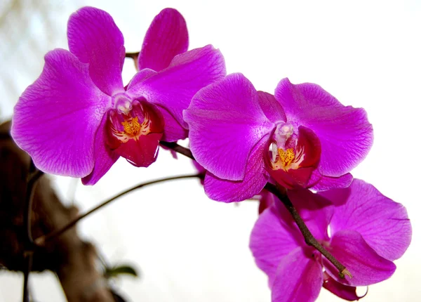 Schöne rosa Orchideen Stockbild