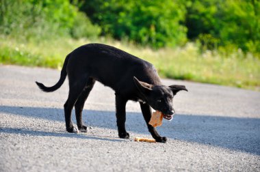 Stray dog eat bread clipart