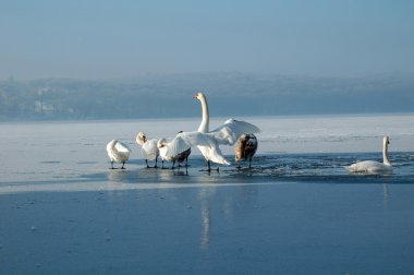 kuğular donmuş göl üzerinde