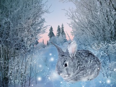 Kış tavşan