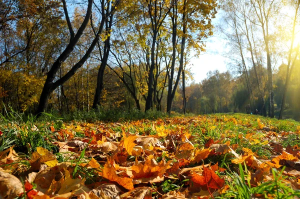 Jesienny Krajobraz — Zdjęcie stockowe