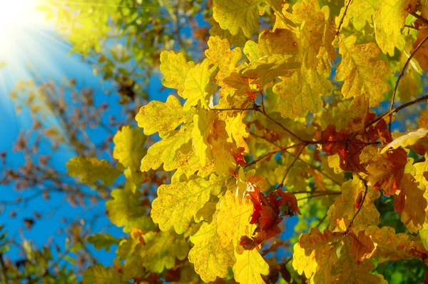 Folhas de outono estão em raios de sol — Fotografia de Stock