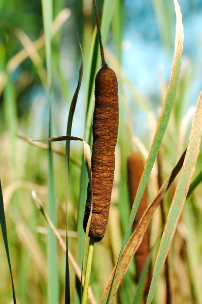 Cattails growing by the lake — Stock Photo, Image