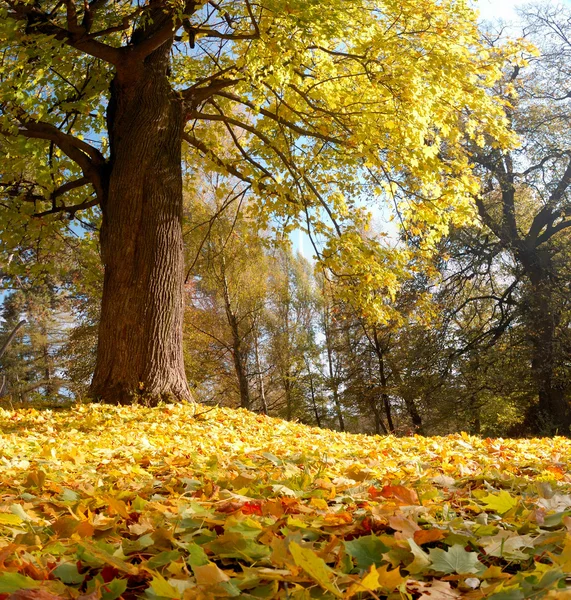Herbstliche Landschaft — Stockfoto