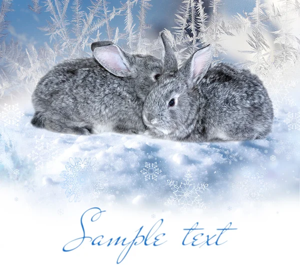 Взимку кроликів — стокове фото
