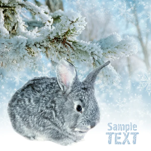 Winter Rabbit — Stock Photo, Image