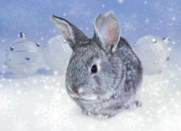 Зимний кролик — стоковое фото