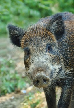 Wild boar clipart