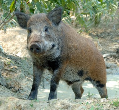 Wild boar clipart