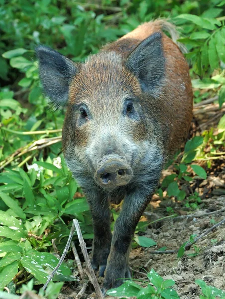 Wild boar — Stock Photo, Image