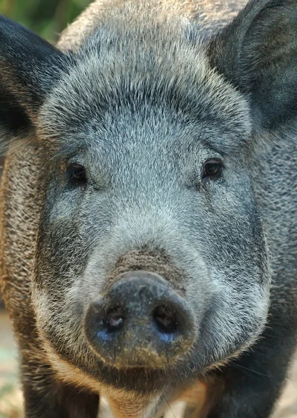 멧돼지 — 스톡 사진