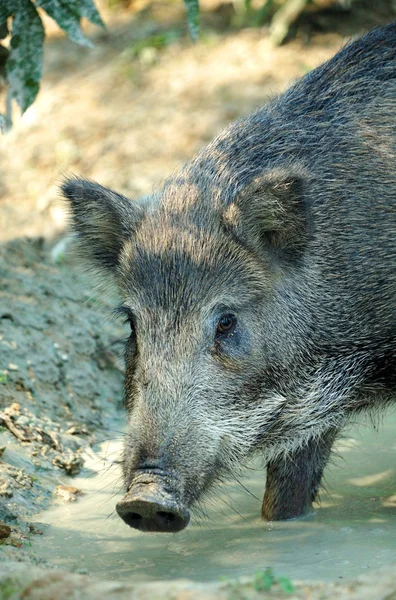 Wild boar Stock Image