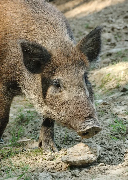 Wild boar Royalty Free Stock Images