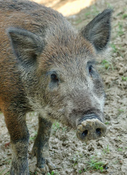 Wild boar Royalty Free Stock Images