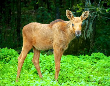 Baby elk clipart