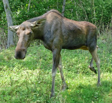 Elk, geyik