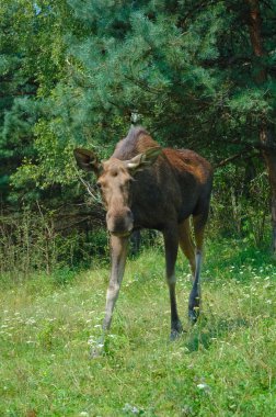 Elk, geyik