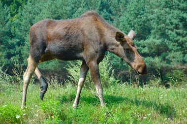 Elk, geyik