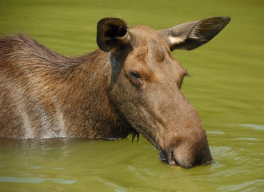 Elk, geyik