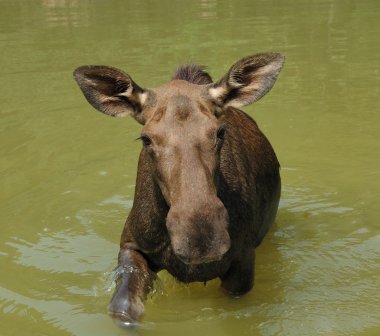 Elk, geyik