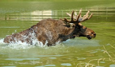 Elk, geyik