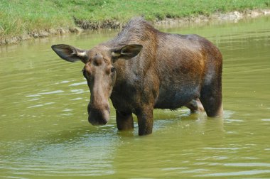 Elk, geyik