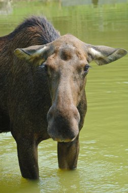 Elk, geyik