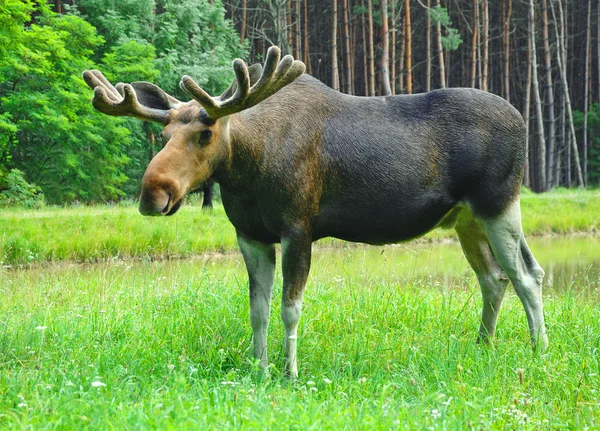 Elk Geyik — Stok fotoğraf