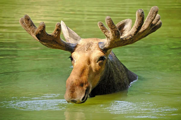 Elk Geyik — Stok fotoğraf